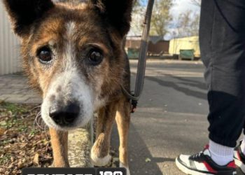 Студенты-из-Макеевки-помогли-бездомным-собакам-в-Донецке