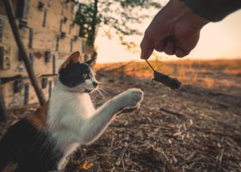 Российская-армия-нуждается-в-боевых-котах