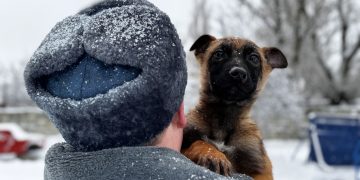 В ДНР передали служебных собак из Ульяновской области и Калмыкии В ДНР передали служебных собак из Ульяновской области и Калмыкии