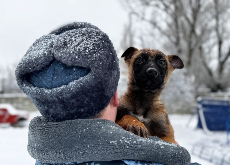 В ДНР передали служебных собак из Ульяновской области и Калмыкии В ДНР передали служебных собак из Ульяновской области и Калмыкии