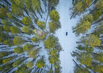 21 марта: Международный день лесов и счастья