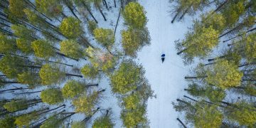 21 марта: Международный день лесов и счастья 21 марта: Международный день лесов и счастья