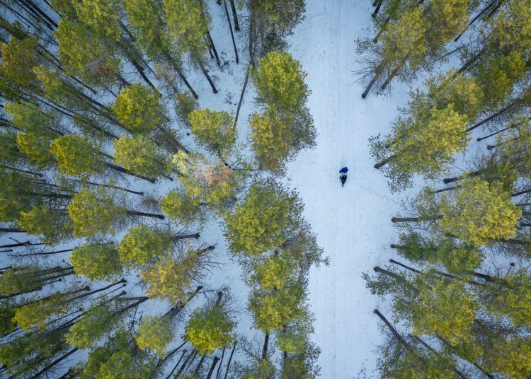 21 марта: Международный день лесов и счастья 21 марта: Международный день лесов и счастья