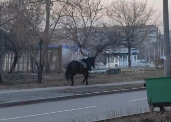 На Щетинина в Донецке замечена лошадка