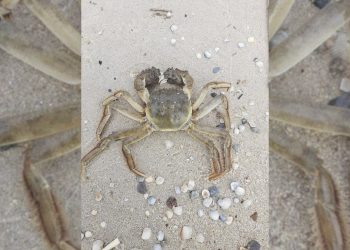 В Азовском море выловлен необычный краб