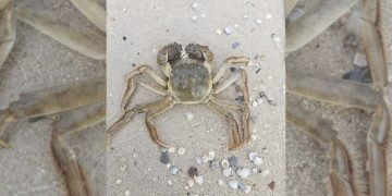 В Азовском море выловлен необычный краб В Азовском море выловлен необычный краб