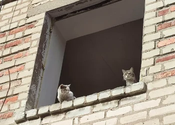 Даже раненого на фронте жирафа, примут и вылечат волонтеры ДНР