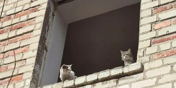 Даже раненого на фронте жирафа, примут и вылечат волонтеры ДНР Даже раненого на фронте жирафа, примут и вылечат волонтеры ДНР