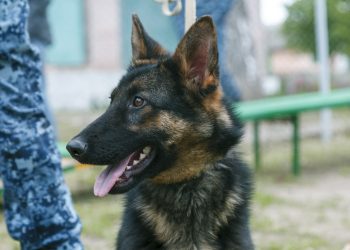 На службу в территориальный орган ФСИН по ДНР приехали 7 щенков из Воронежа