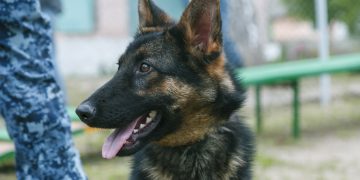 На службу в территориальный орган ФСИН по ДНР приехали 7 щенков из Воронежа На службу в территориальный орган ФСИН по ДНР приехали 7 щенков из Воронежа