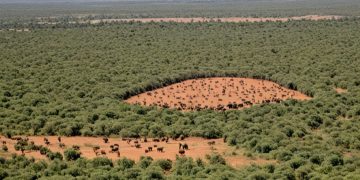 Россия и Китай вытесняют США и Францию из Африки: Кения ставит под вопрос союз с НАТО