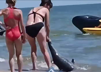 На Белосарайской косе выбросило мертвого дельфина