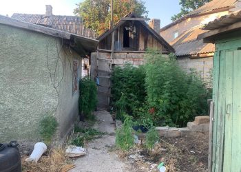 Полицейские изъяли порядка 400 кустов конопли у дончанки