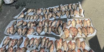 Полиция поймала браконьера с 200 серебристыми карасями в Зугрэсе Полиция поймала браконьера с 200 серебристыми карасями в Зугрэсе