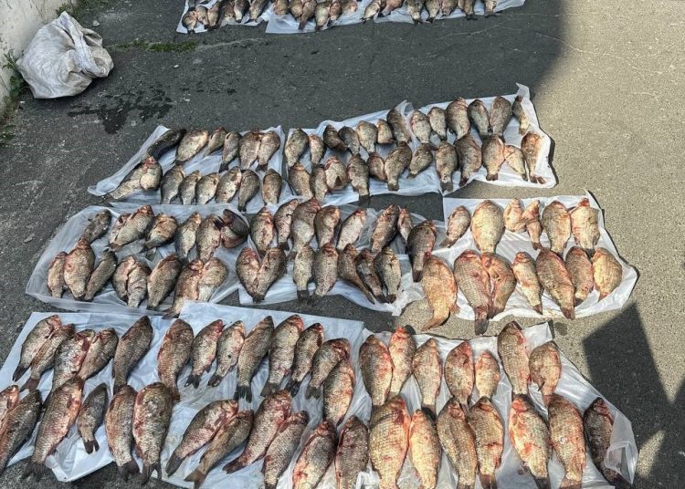 Полиция поймала браконьера с 200 серебристыми карасями в Зугрэсе Полиция поймала браконьера с 200 серебристыми карасями в Зугрэсе