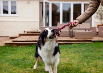 Как человеку с плохим зрением получить собаку-поводыря в ДНР