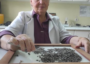 Донецкие аграрии собрали более 35 тысяч тонн подсолнечника