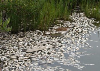 В Киеве кончается питьевая вода, Десна загрязнена химическими отходами