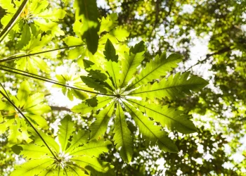 Легкие Донбасса: Как деревья защищают жителей и что им угрожает