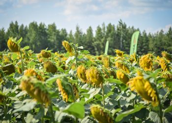 Уборочные работы в разгаре: собрано почти полмиллиона тонн зерновых