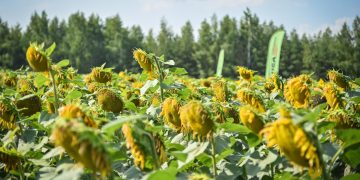 Уборочные работы в разгаре: собрано почти полмиллиона тонн зерновых