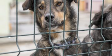 В ДНР открылся новый приют для бездомных животных