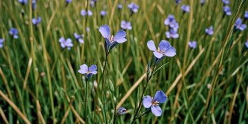 Аграрии ДНР начали поставлять семена масличного льна в регионы России Аграрии ДНР начали поставлять семена масличного льна в регионы России