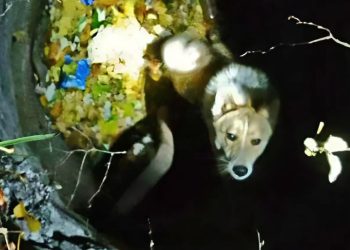 В Макеевке спасатели МЧС вытащили собаку из двухметрового колодца В Макеевке спасатели МЧС вытащили собаку из двухметрового колодца