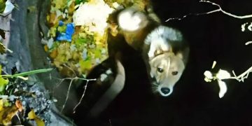 В Макеевке спасатели МЧС вытащили собаку из двухметрового колодца В Макеевке спасатели МЧС вытащили собаку из двухметрового колодца