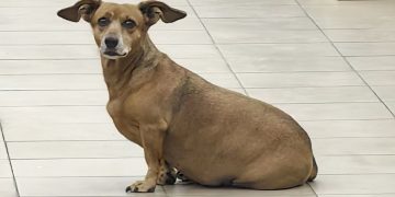 Путин подписал закон об ответственности за плохое обращение с животными Путин подписал закон об ответственности за плохое обращение с животными