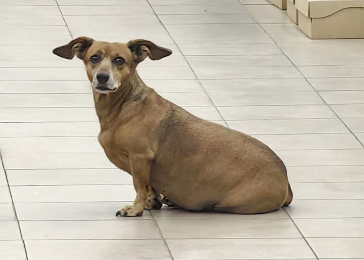 Путин подписал закон об ответственности за плохое обращение с животными Путин подписал закон об ответственности за плохое обращение с животными