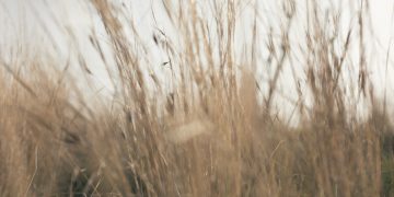 В ДНР начнут сушить траву в промышленных масштабах В ДНР начнут сушить траву в промышленных масштабах