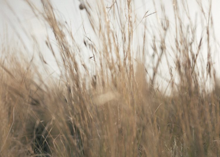 В ДНР начнут сушить траву в промышленных масштабах В ДНР начнут сушить траву в промышленных масштабах