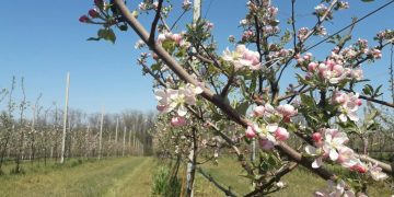 От элитных виноградников до бурьяна: что ждёт сады Донбасса От элитных виноградников до бурьяна: что ждёт сады Донбасса