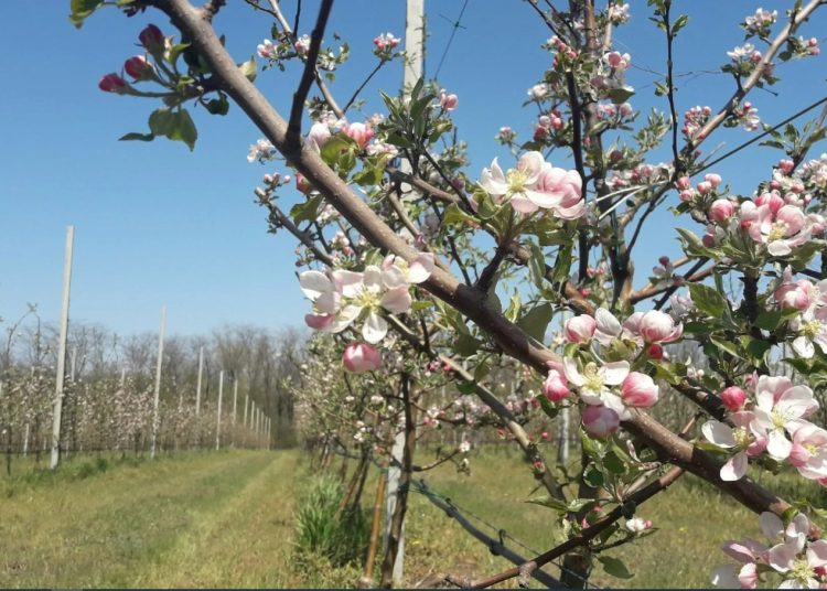 От элитных виноградников до бурьяна: что ждёт сады Донбасса От элитных виноградников до бурьяна: что ждёт сады Донбасса
