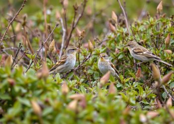 Дончанам предлагают посчитать воробьёв