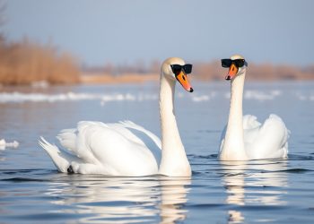 Лебеди-тролли обманули донецких спасателей и ушли в закат Лебеди-тролли обманули донецких спасателей и ушли в закат
