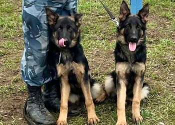 Щенки немецкой овчарки пополнили кинологическую службу ГУФСИН ДНР