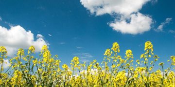 В ДНР впервые начнут выращивать яровой рапс на 160 гектарах В ДНР впервые начнут выращивать яровой рапс на 160 гектарах