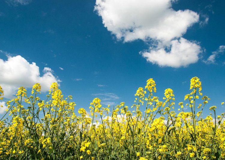 В ДНР впервые начнут выращивать яровой рапс на 160 гектарах В ДНР впервые начнут выращивать яровой рапс на 160 гектарах