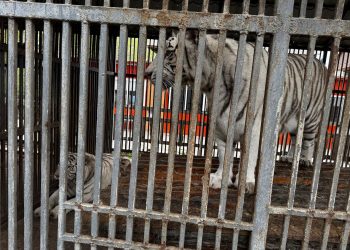 Белый тигр убил сотрудника зоопарка в Мариуполе Белый тигр убил сотрудника зоопарка в Мариуполе