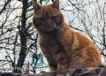 В России предложили учредить День фронтового кота