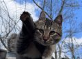 В России предложили учредить День фронтового кота