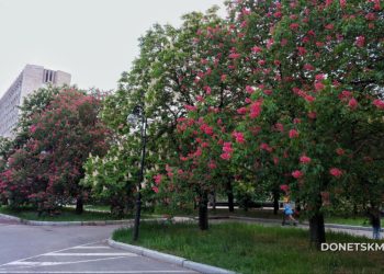 Розовые каштаны украшают Донецк: найдена идеальная локация для фотосессий