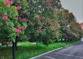 Розовые каштаны украшают Донецк: найдена идеальная локация для фотосессий