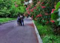 Розовые каштаны украшают Донецк: найдена идеальная локация для фотосессий