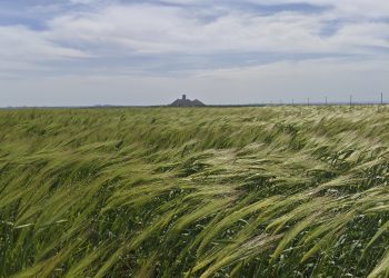Засуха ударила по урожаю в Донбассе, но озимые держатся Засуха ударила по урожаю в Донбассе, но озимые держатся