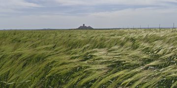 Засуха ударила по урожаю в Донбассе, но озимые держатся