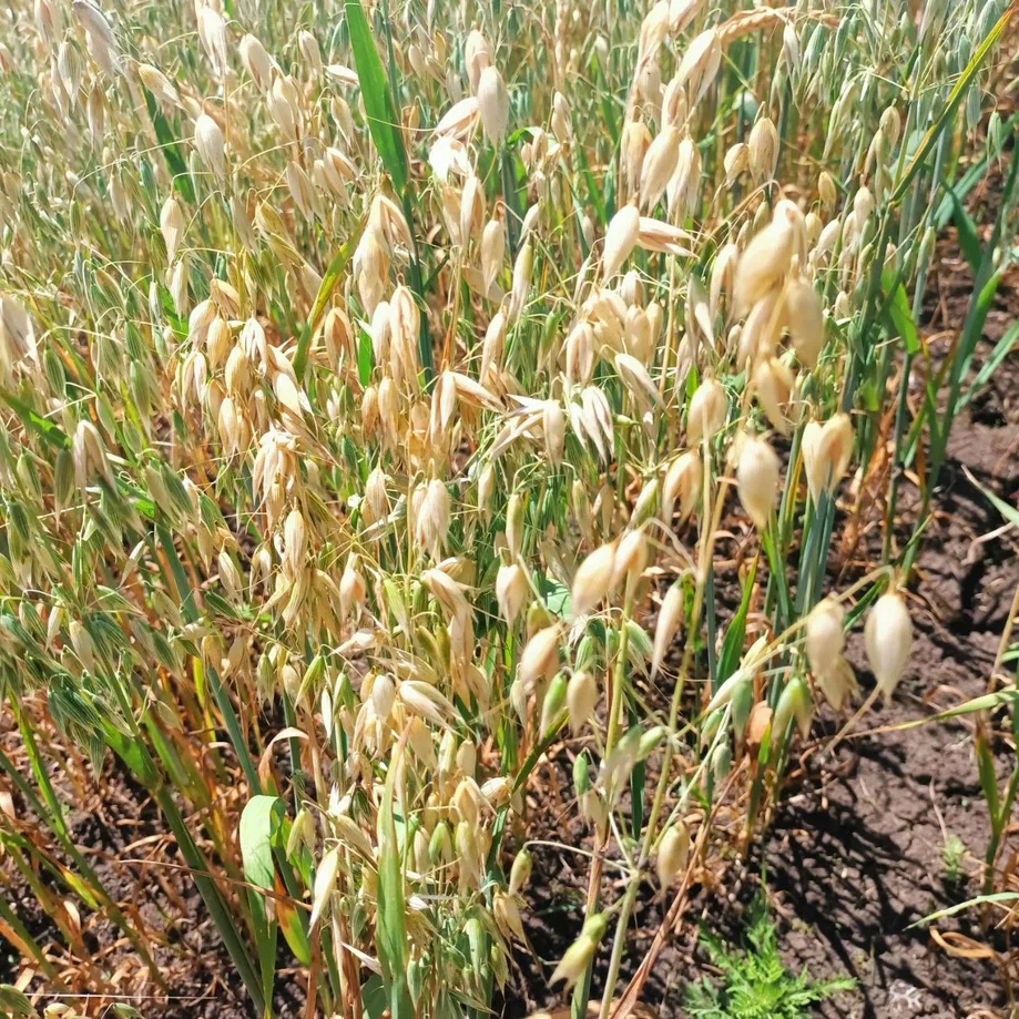 Климат меняет Донбасс: как аграрии ДНР приспосабливаются к новым условиям