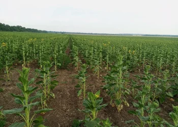 Климат меняет Донбасс: как аграрии ДНР приспосабливаются к новым условиям